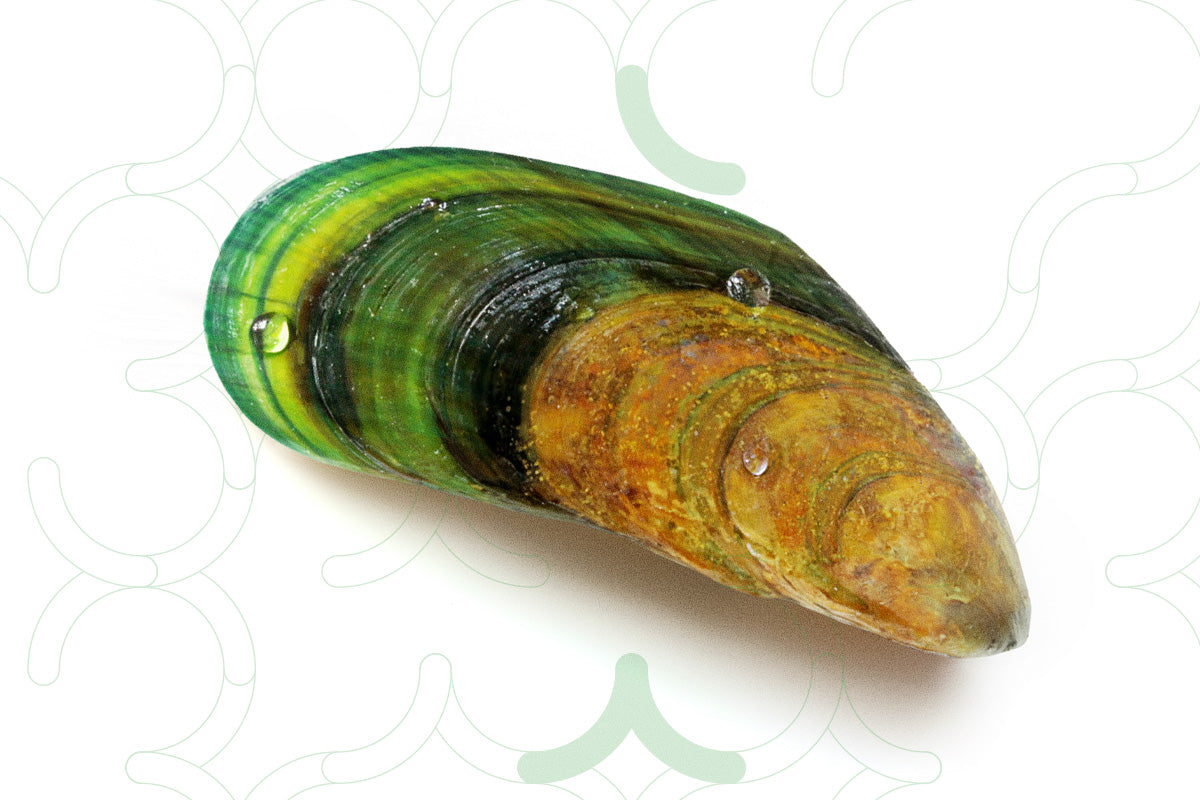 Groenlipmossel