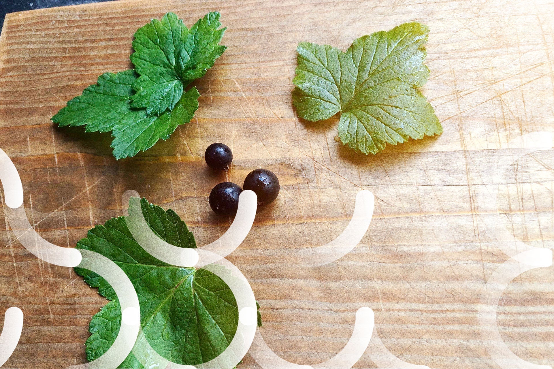 Doe het zelf: zwarte bes-blad thee maken