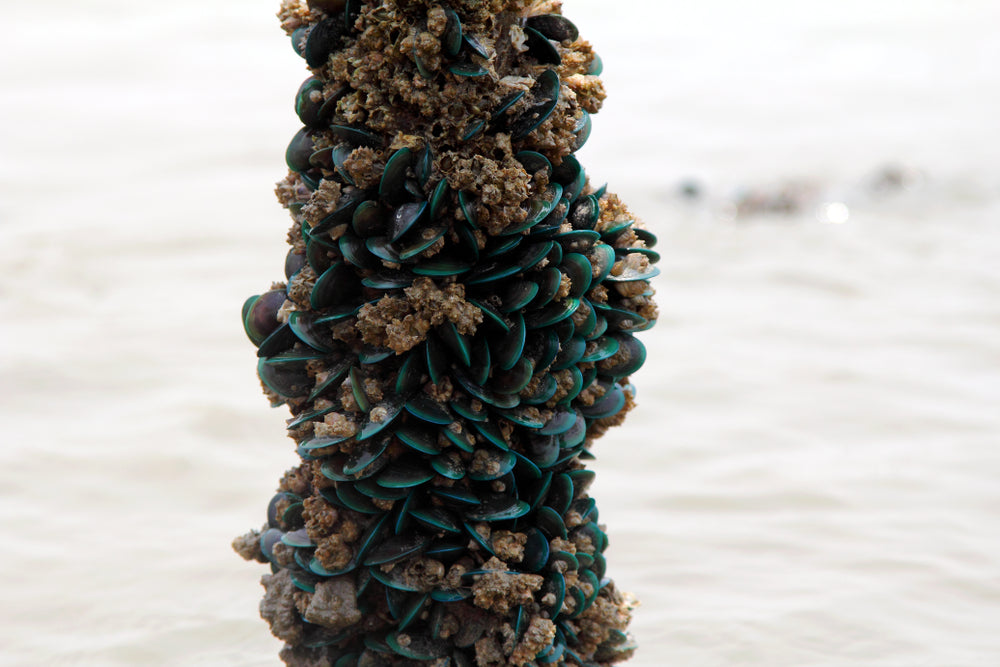 De unieke samenstelling van de groenlipmossel