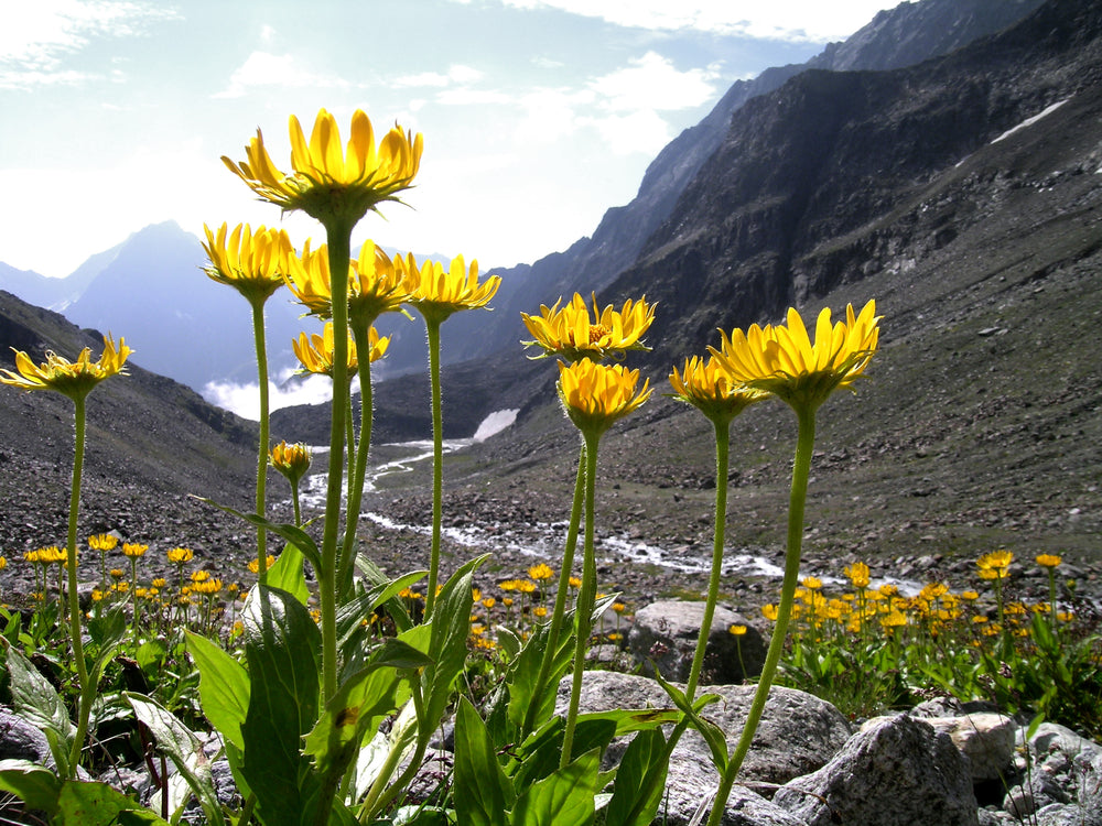 Arnica