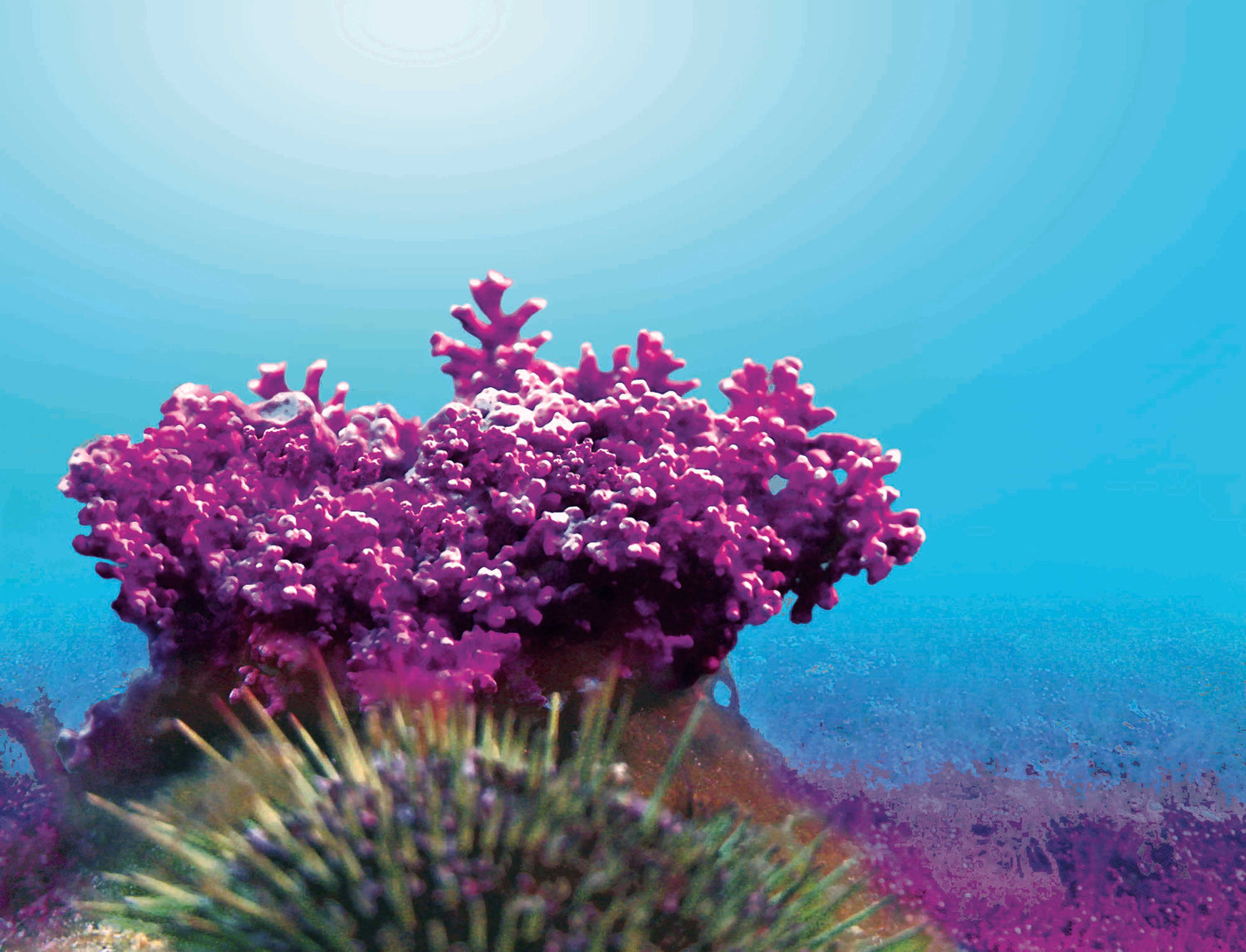 Calcium uit de rode alg