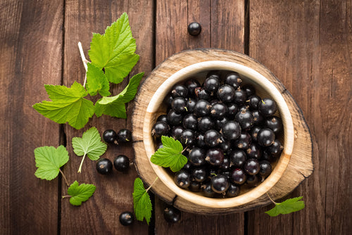 Schwarze Johannisbeere Blatt