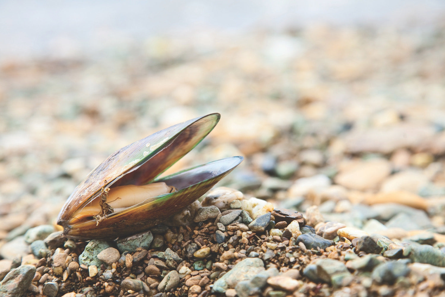 Gebruik van de groenlipmossel bij een allergie voor mosselen