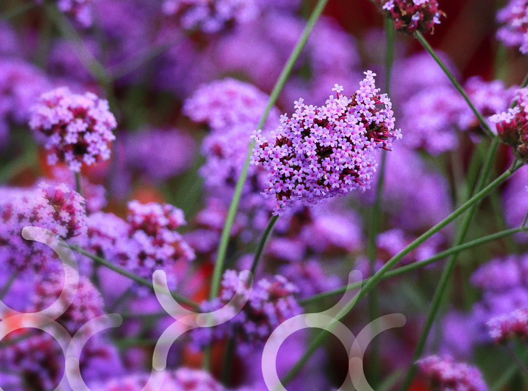 Verbena