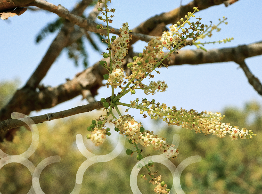 Synofit Boswellia