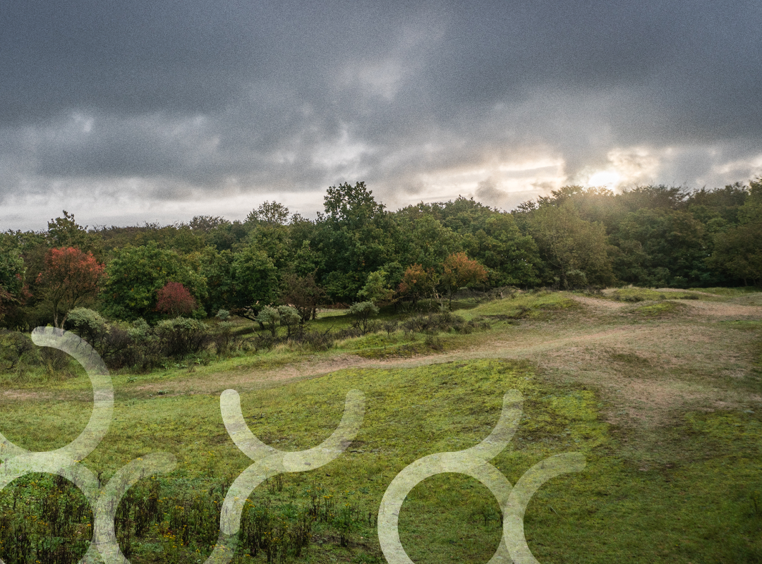 Reistip: de Amsterdamse Waterleidingduinen – een rustgevende natuurwandeling