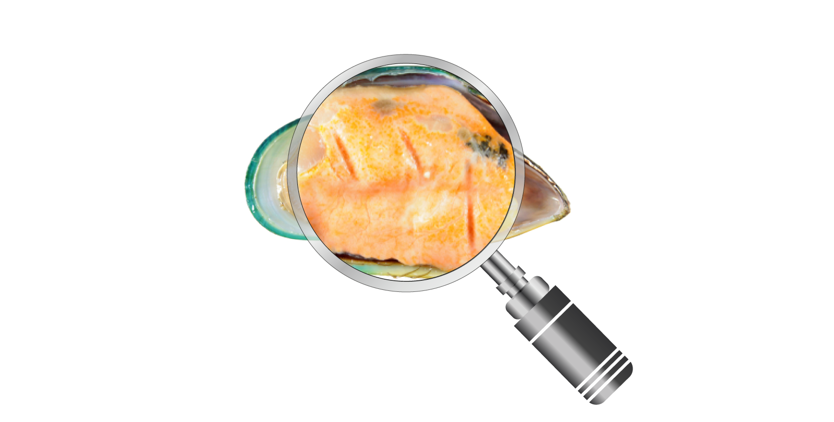 Wat is het verschil tussen glucosamine en groenlipmossel?