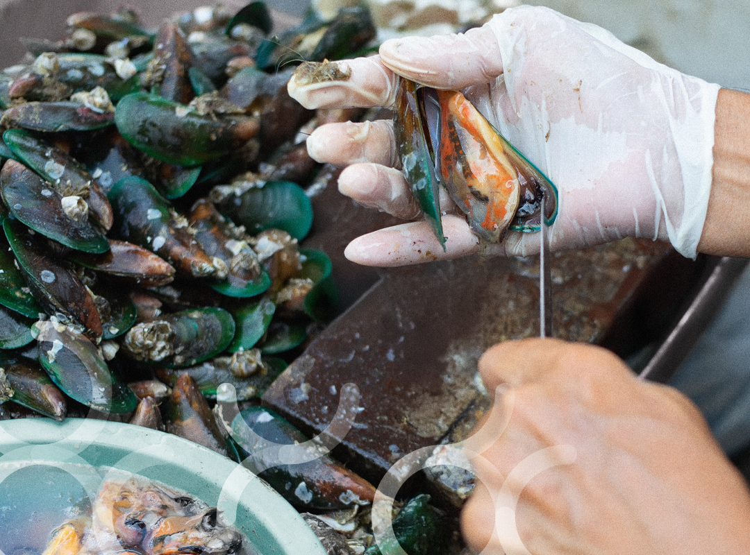 Perna canaliculus: een kijkje onder de schelp van de groenlipmossel