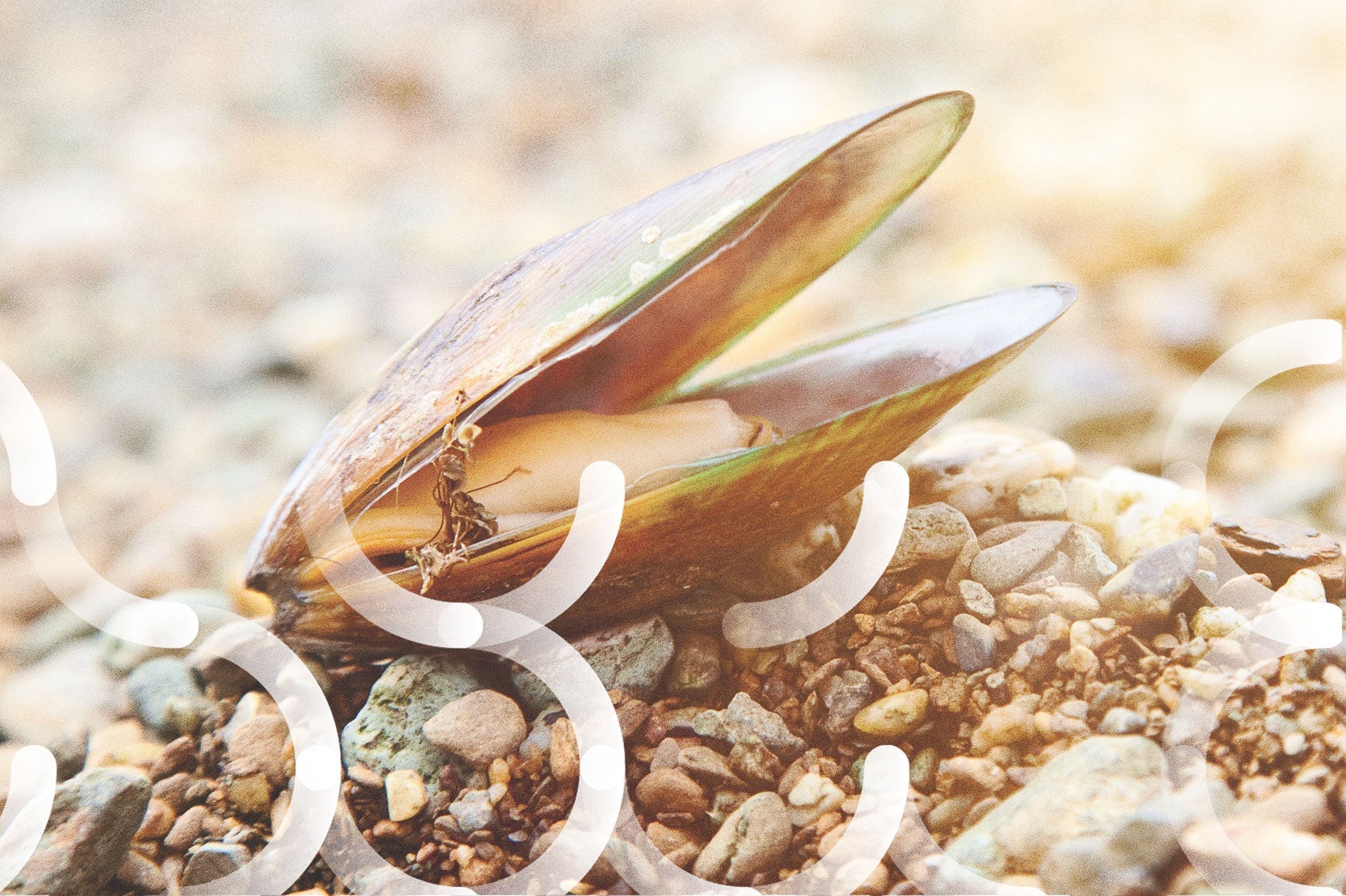 Gebruik van de groenlipmossel bij een allergie voor mosselen