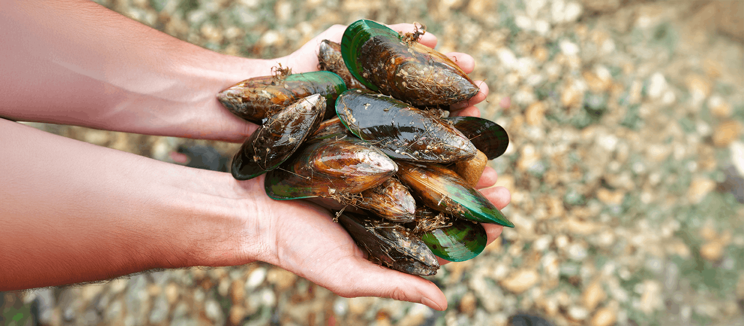 GLMax® vloeibare groenlipmossel