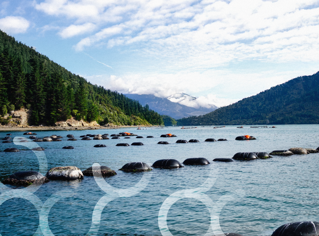 GLMax®: duurzaam gekweekte groenlipmossel