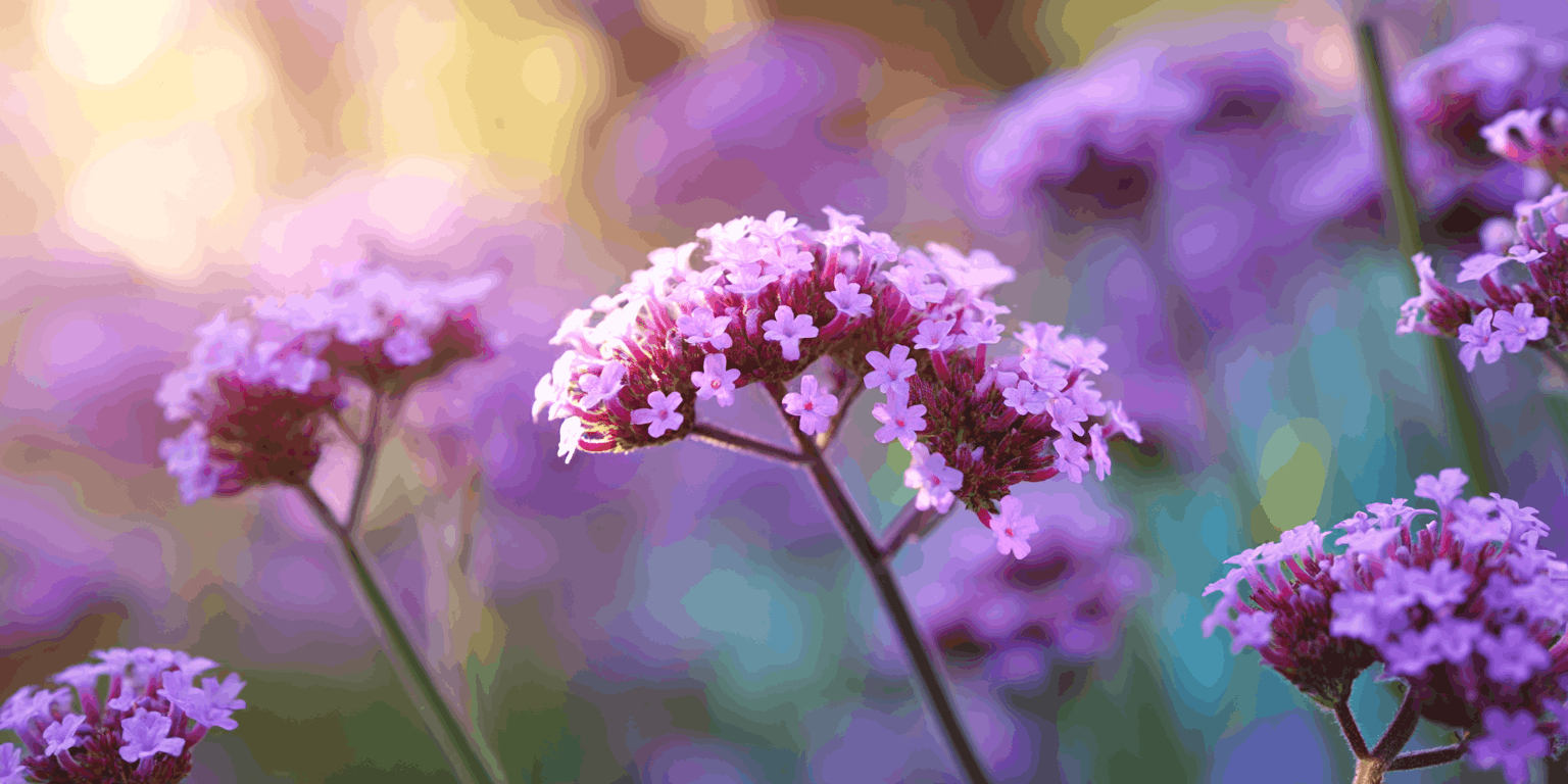 Verbena