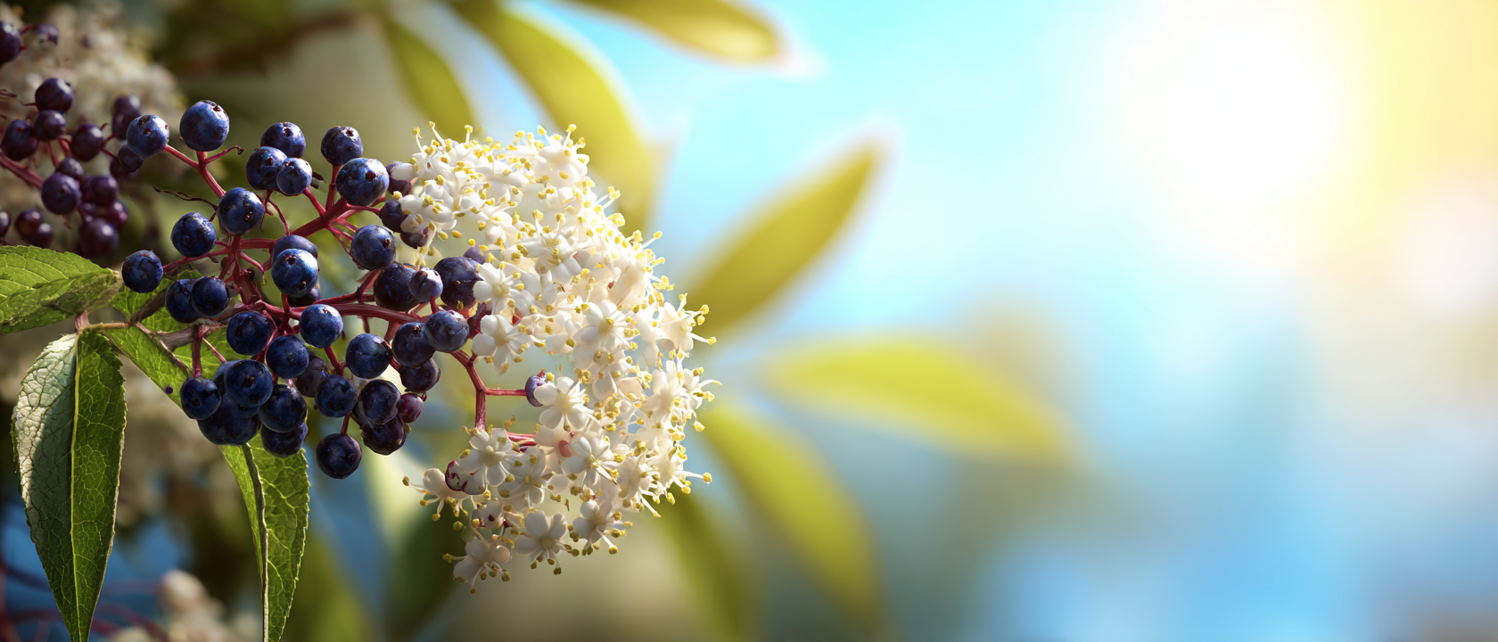 Vlierbloesem en vlierblad