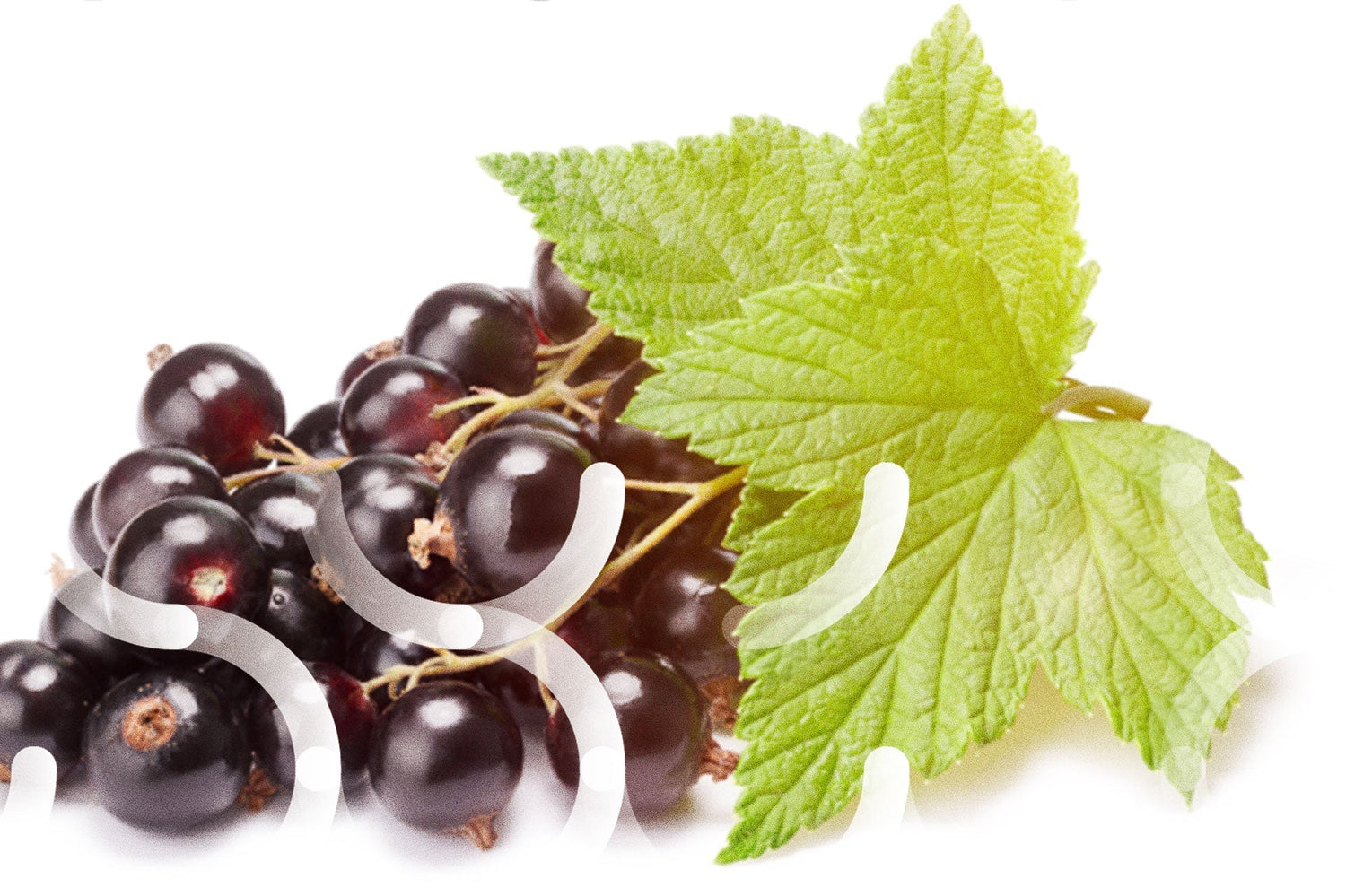 Schwarzes Johannisbeerblatt