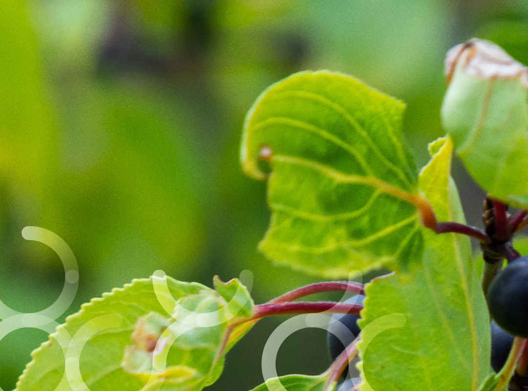 Doe het zelf: zwarte besblad thee voor jouw gezondheid